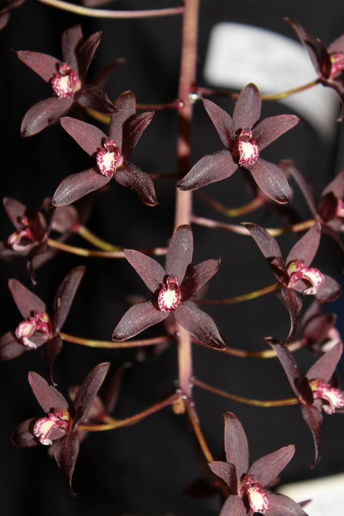 Channelled boat-lip orchid
