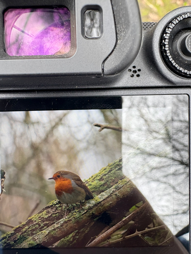 European Robin