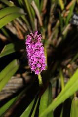 Arpophyllum giganteum