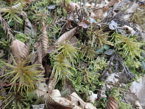 Climacium japonicum observed 2026-03-01