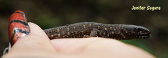 Lepidophyma tuxtlae