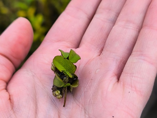 floating fern (Salvinia natans)