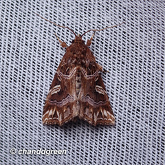 Callopistria exotica