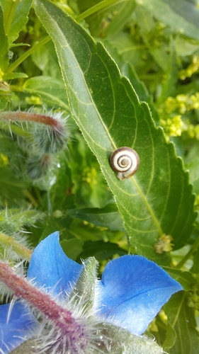 Cernuella virgata