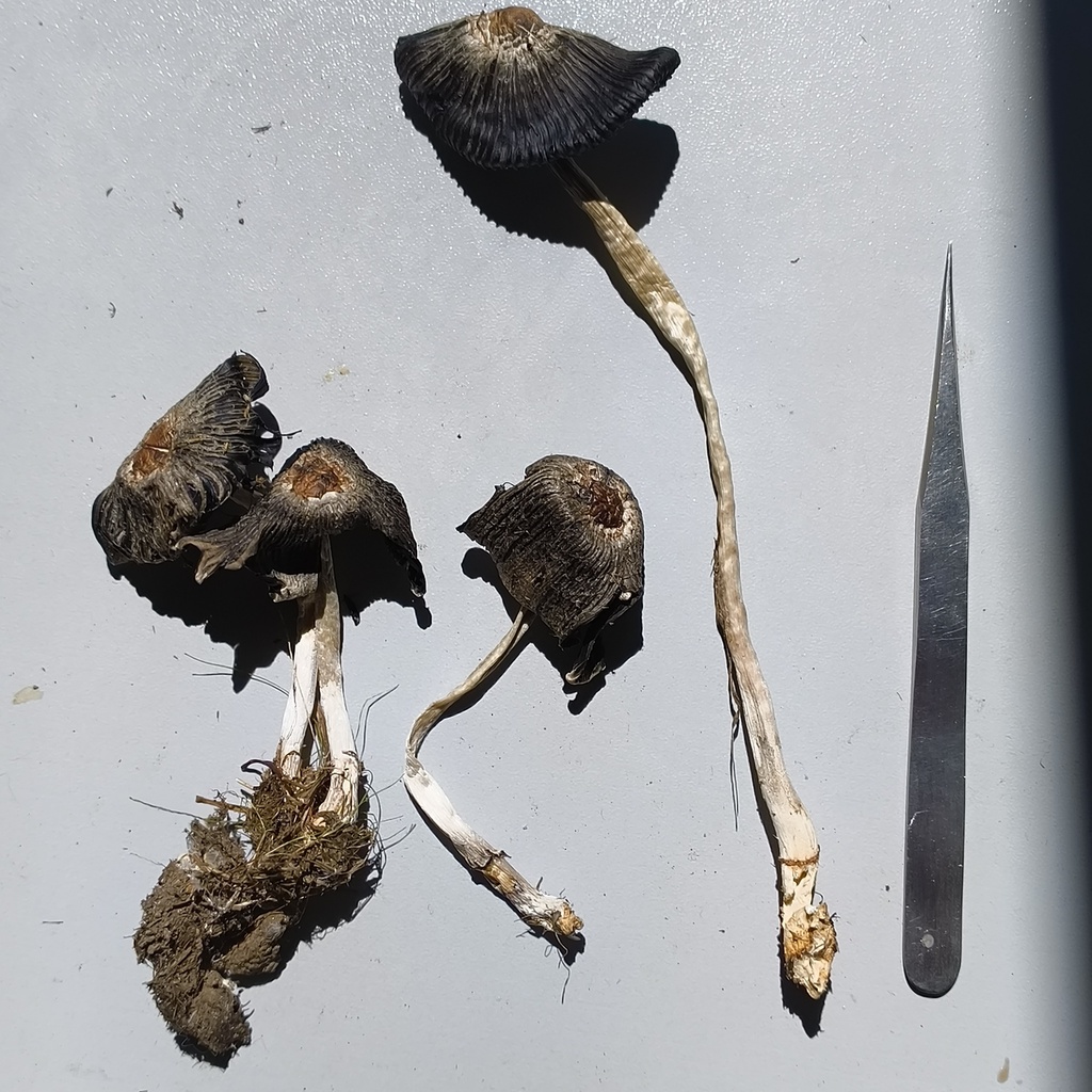 Coprinus sterquilinus · February 2026 · photo: © zedt (iNaturalist, cc-by)