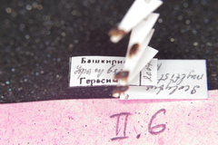 Scolytus multistriatus