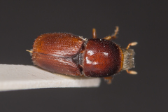Scolytus multistriatus