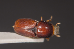 Scolytus multistriatus