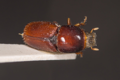 Scolytus multistriatus