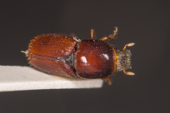Scolytus multistriatus