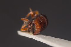 Scolytus multistriatus