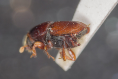 Scolytus multistriatus