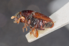 Scolytus multistriatus