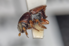 Scolytus multistriatus