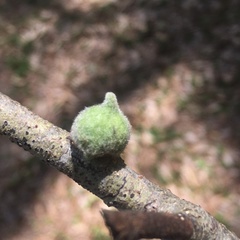 Callirhytis quercusventricosa