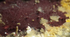 Aplysilla polyraphis