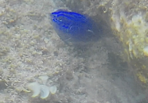 Stegastes acapulcoensis