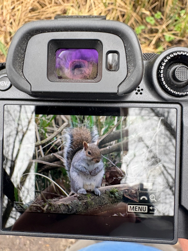 Eastern Gray Squirrel