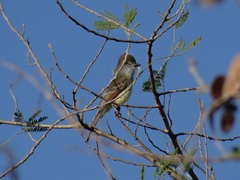 Myiarchus yucatanensis