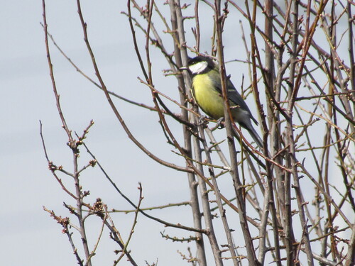 Carbonero común (Parus major)