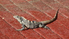 Ctenosaura similis