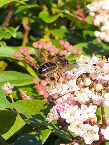 Western Honey Bee