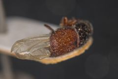 Scolytus scolytus