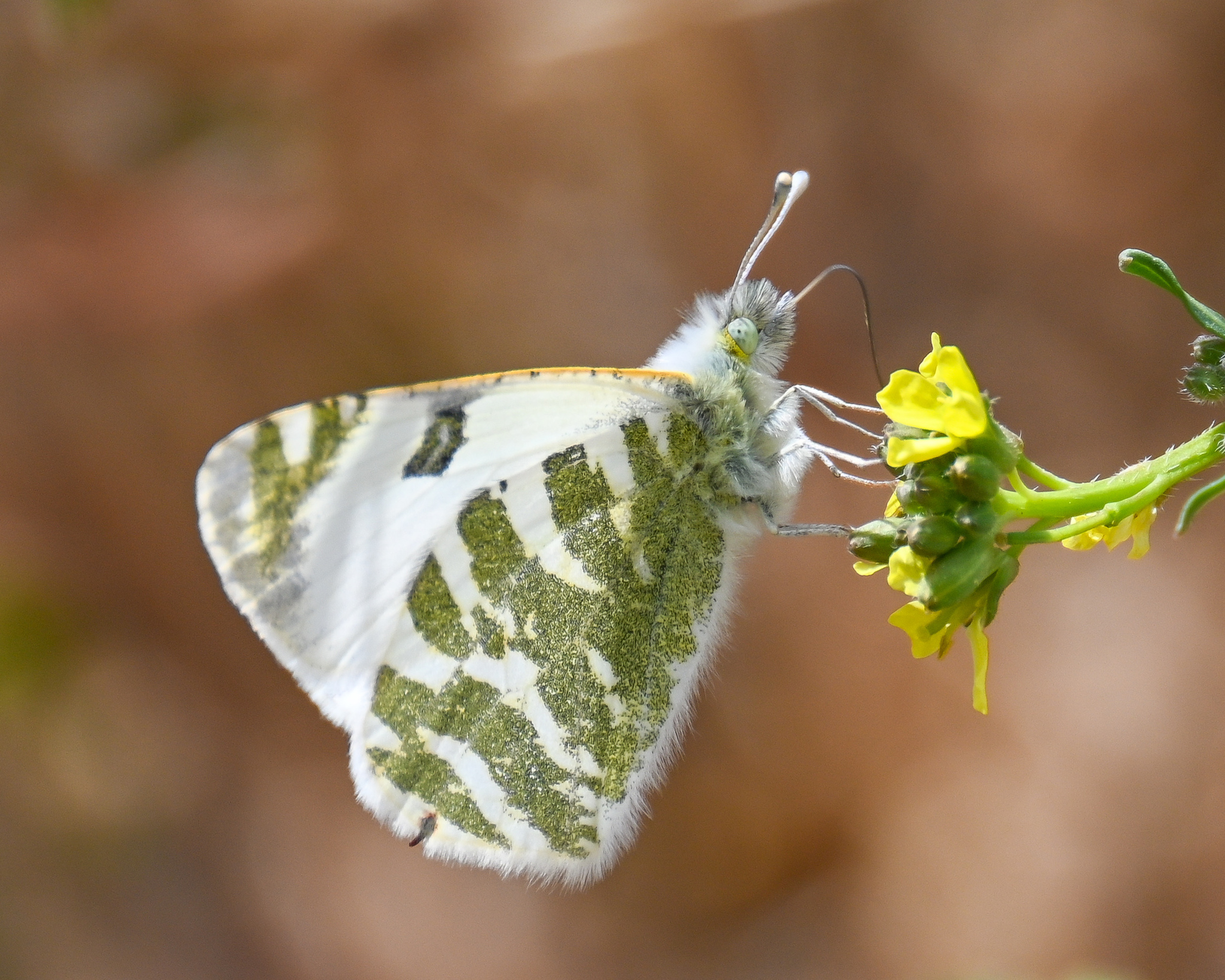 Blanquiverdosa de Gran Canaria