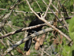 Amblycercus holosericeus