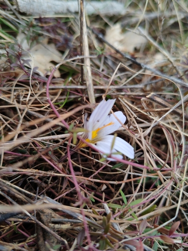 Crocus variegatus, photograph 2