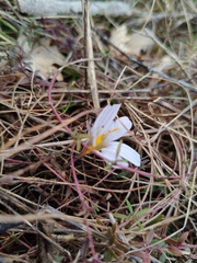 Crocus variegatus, photograph (c) Ljaž, some rights reserved (CC BY)