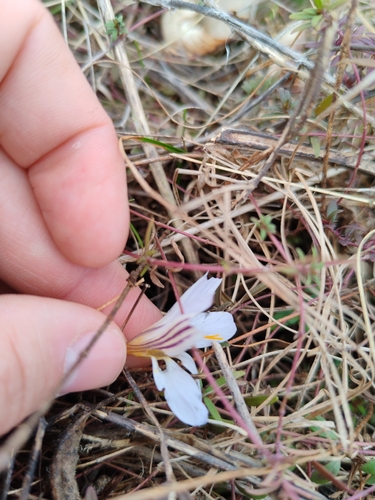 Crocus variegatus, photograph 3