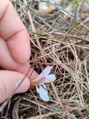 Crocus variegatus, photograph (c) Ljaž, some rights reserved (CC BY)