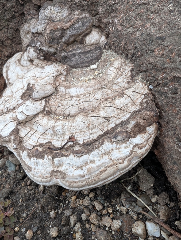 Ganoderma applanatum · February 2026 · photo: © atsushi_nakajima_cirque (iNaturalist, cc-by)