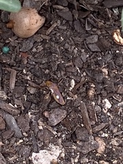 Oncometopia hamiltoni