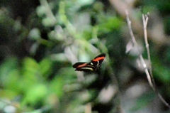 Heliconius erato phyllis