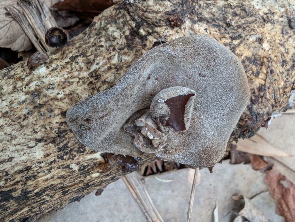 Auricularia polytricha · February 2026 · photo: © atsushi_nakajima_cirque (iNaturalist, cc-by)