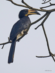 Lophoceros fasciatus