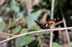 Heliconius erato phyllis