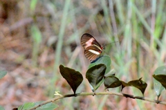 Heliconius erato phyllis