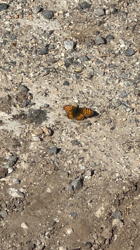 Queen of Spain Fritillary