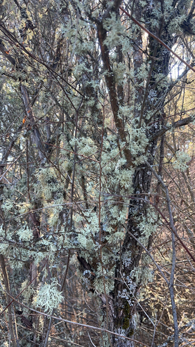 Oakmoss