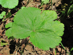 Puccinia pimpinellae
