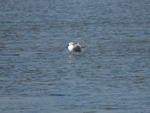 Saunders's Gull (Saundersilarus saundersi), photo 10