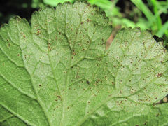 Puccinia pimpinellae