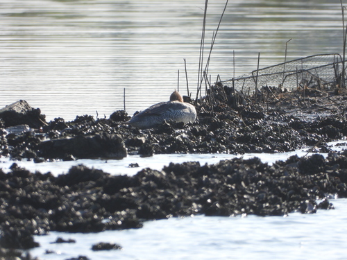 Scaly-sided Merganser (Mergus squamatus), photo 4