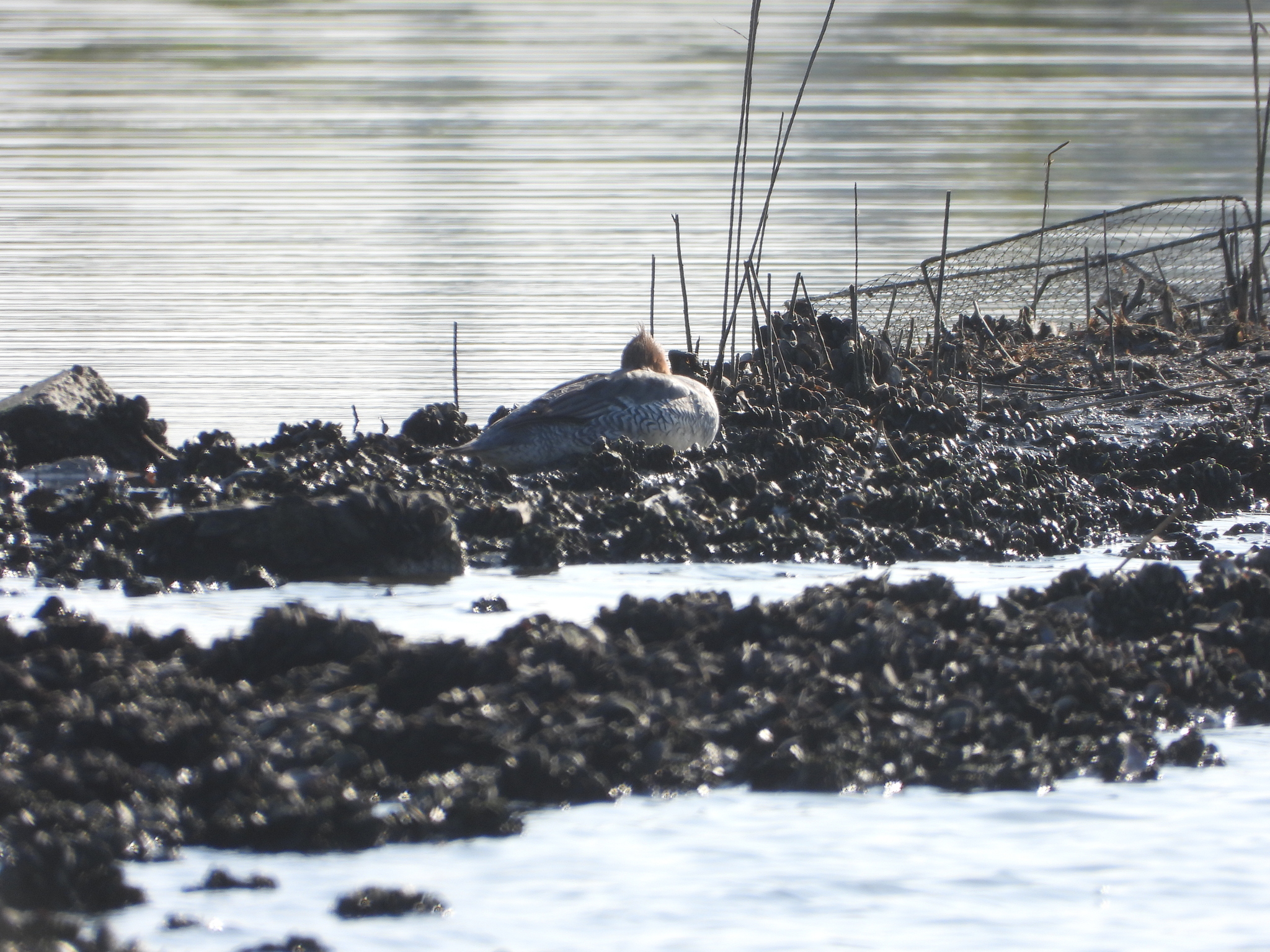 Scaly-sided Merganser (Mergus squamatus), photo 5