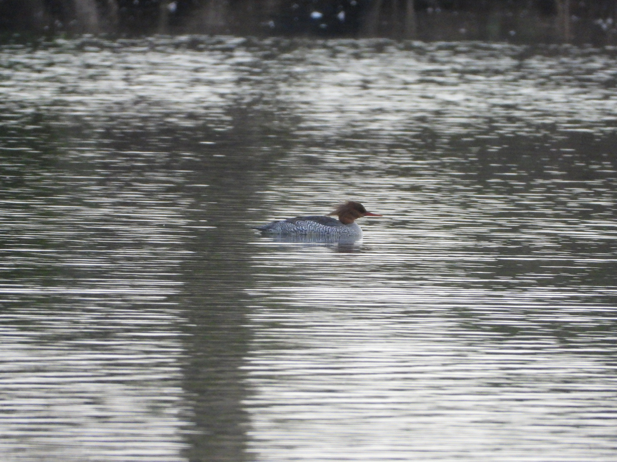 Scaly-sided Merganser (Mergus squamatus), photo 4