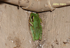 Smilisca cyanosticta