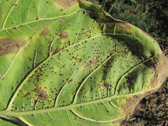 Puccinia helianthi